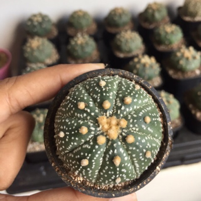 Kaktus import jenis astrophytum d 4cm (berbintik semua)