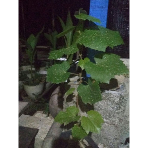 bibit Anggur Import jupiter ownroot