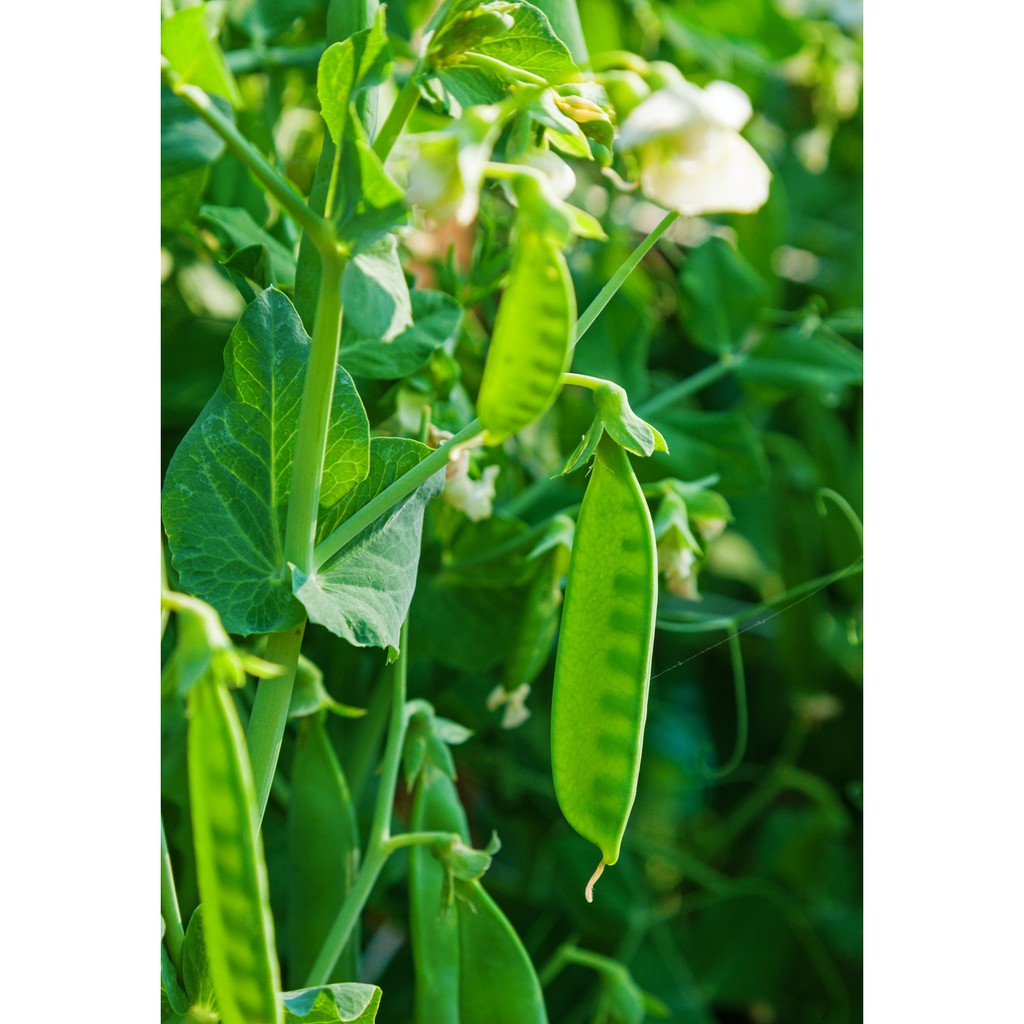 Benih Bibit Biji - Kacang Kapri Polong Pipih Snow Pea Taichung No. 11 Seeds - Panen Dalam 65 Hari