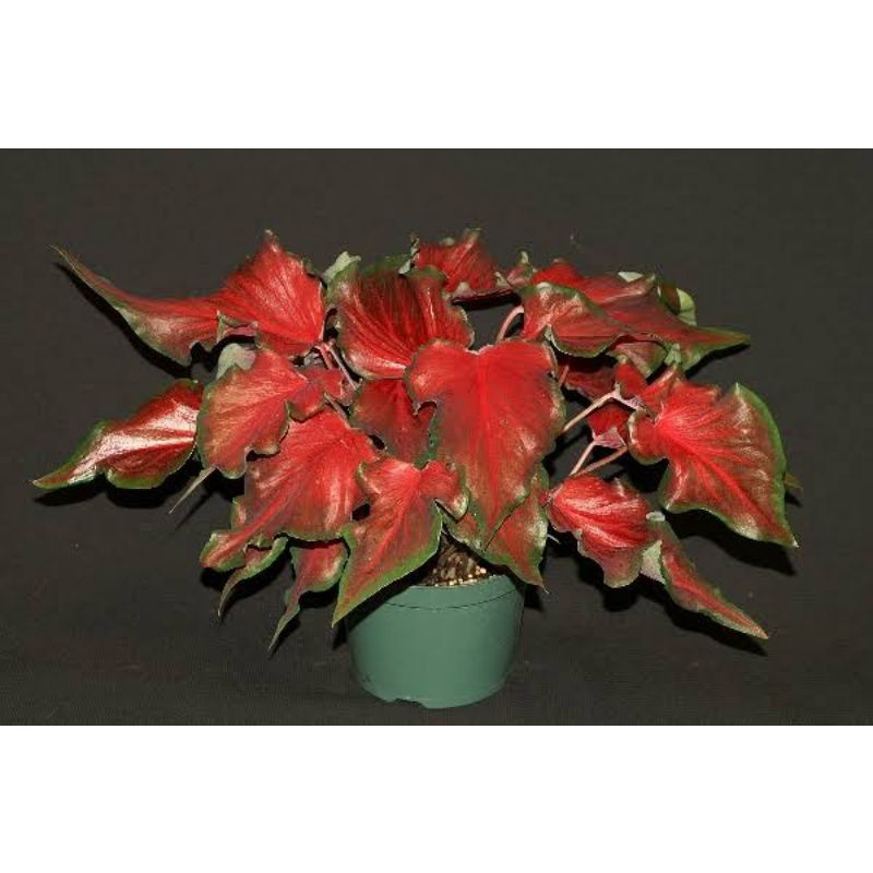 umbi caladium florida red ruffles