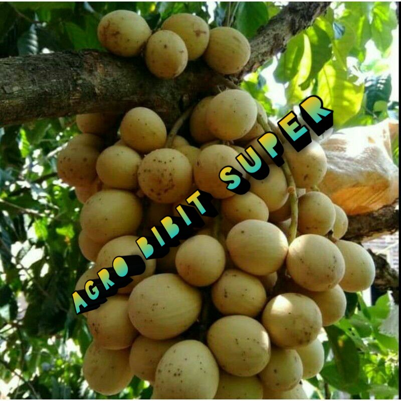 bibit buah duku palembang