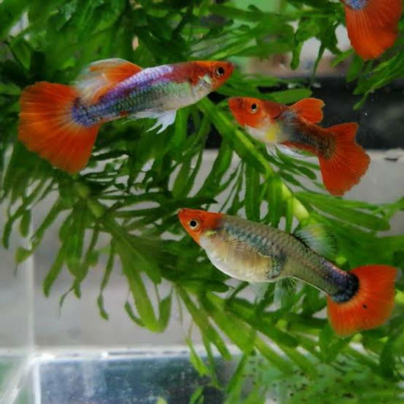 Guppy tuxedo koi pasangan