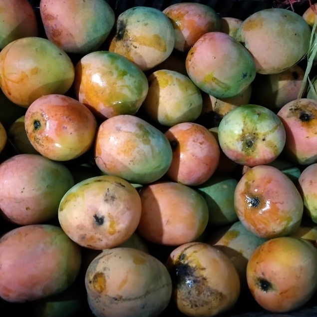 

Mangga Gedong Gincu 1kg