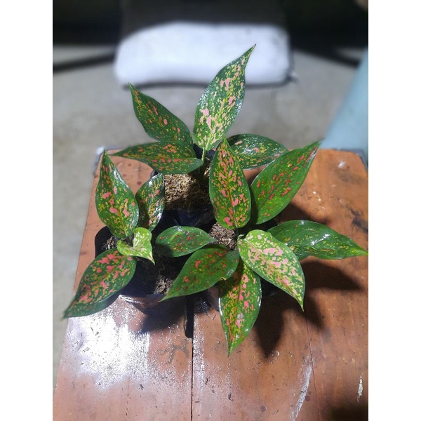 Aglaonema Aglo Aglonema Ruby Garuda