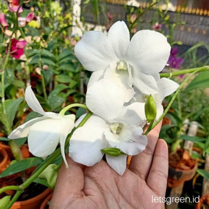 

bibit Anggrek Dendrobium Pure Delight