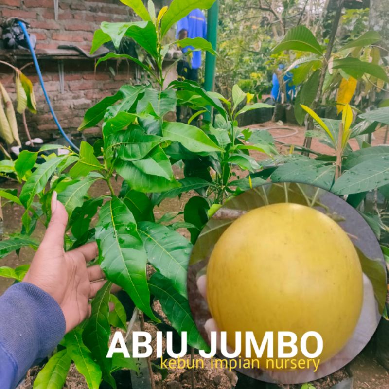 Abiu Jumbo Sambung Susu