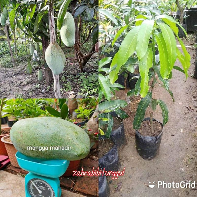 Bibit mangga mahatir jumbo