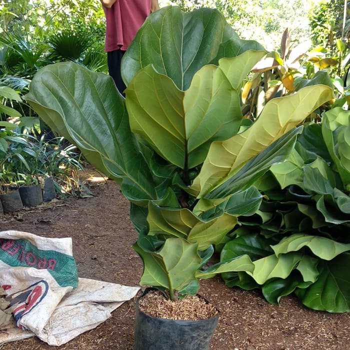 tanaman hias indoor pohon ketapang biola cantik - ruber plant ficus