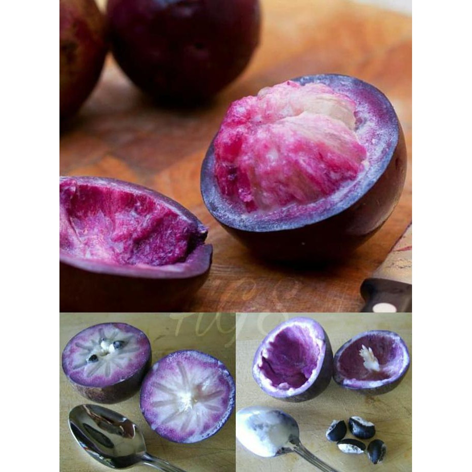 BIBIT TANAMAN BUAH KENITU UNGU SUPER