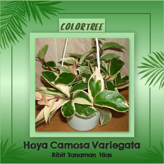 Bibit Tanaman Bunga Hoya Carnosa Variegata
