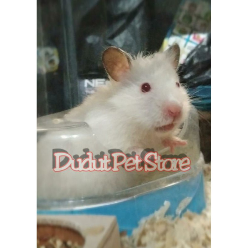 hamster syrian anggora jinak