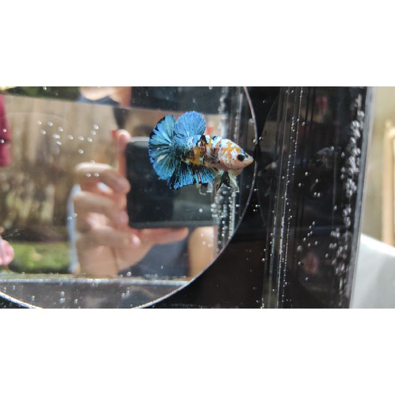 yellow base galaxy original thailand