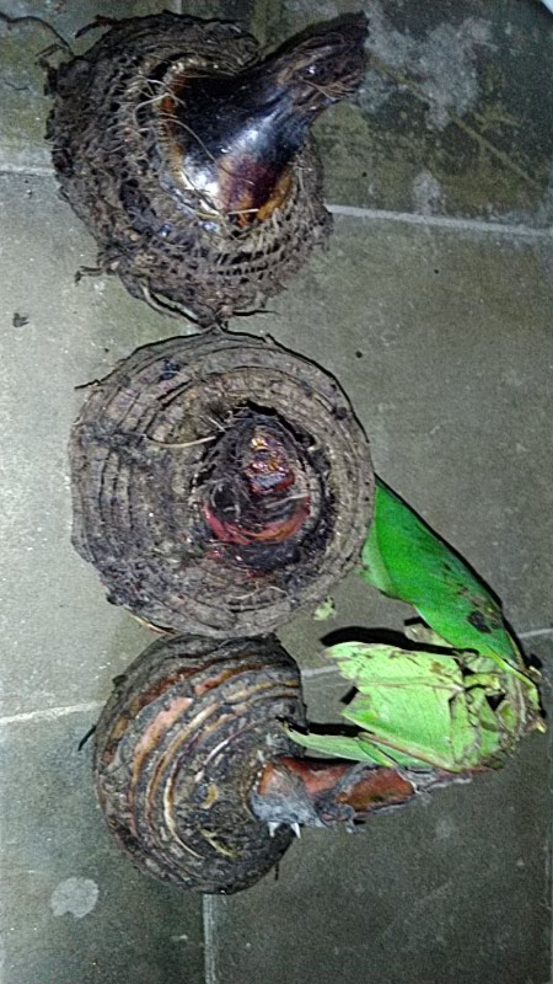 Bibit Unggul !!!, Jual Bibit Pisang Susu Merah, Jual Bibit Pisang Kidang Merah