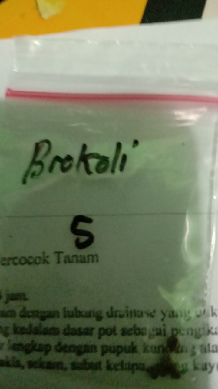(isi 10 Biji) Benih Brokoli