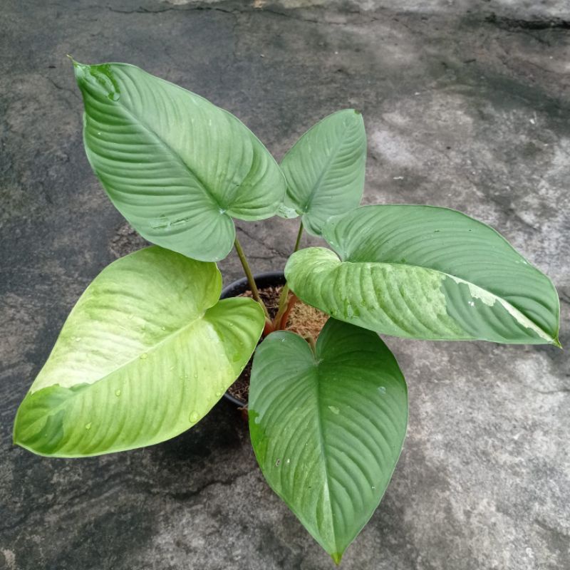 TERMURAH Homalomena sp Red Stem Varigata Mint