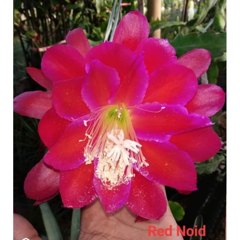 Epiphyllum Wijaya Kusuma Hybrid RED NOID (import)