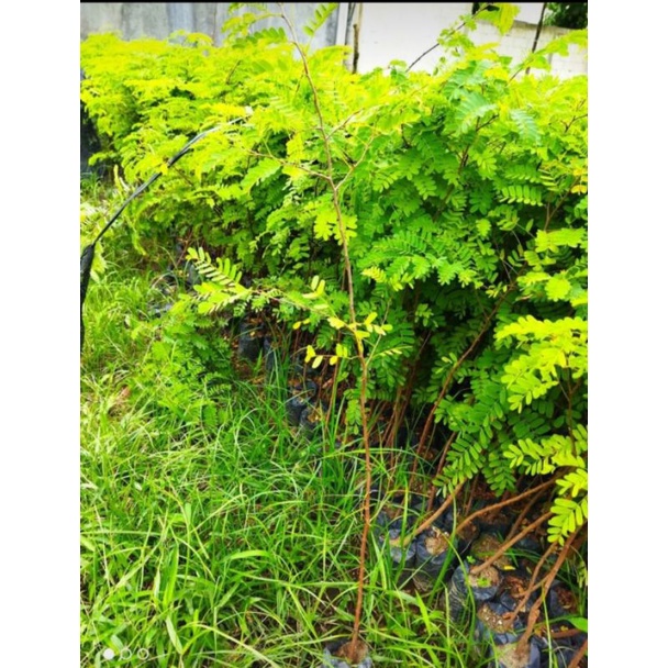 BIBIT ASAM JAWA TINGGI 50-60 CM. (BAHAN BONSAI)