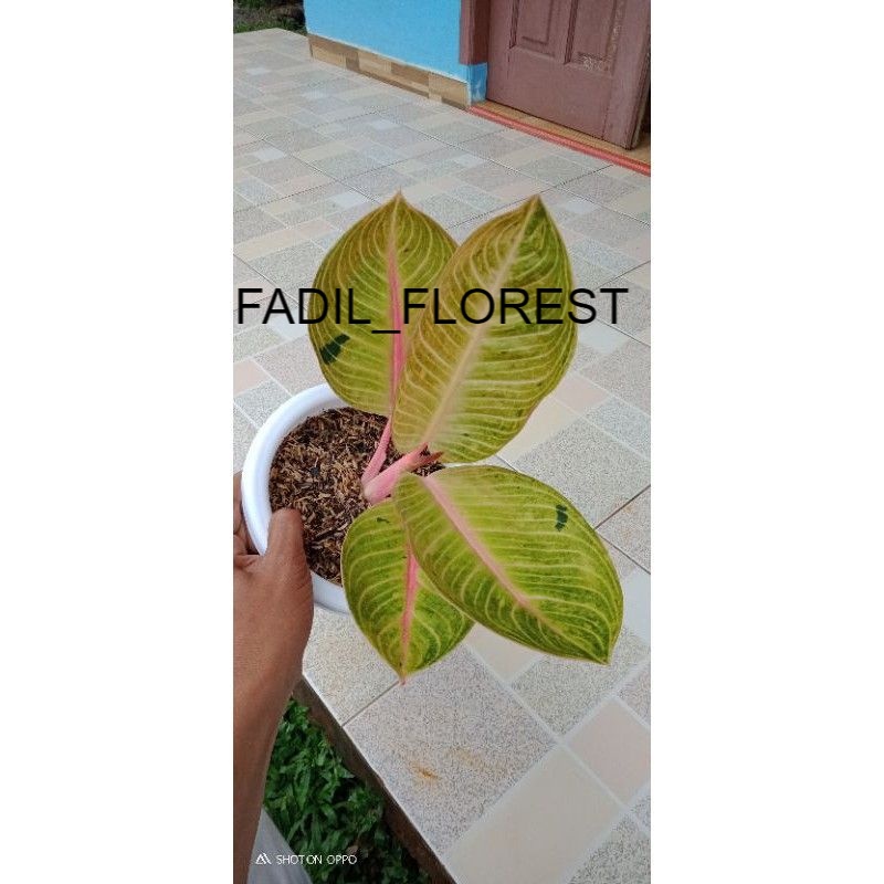 Aglonema Goliath Baby/Anakan SEED_AGLONEMA