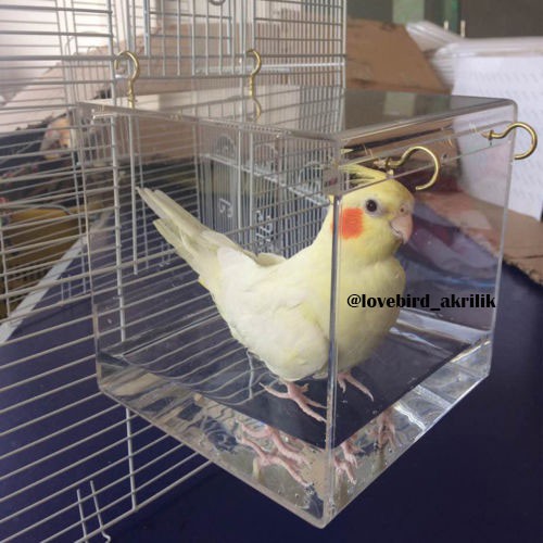 Tempat Mandi Burung Tempat Mandi Burung Lovebird Tempat Mandi