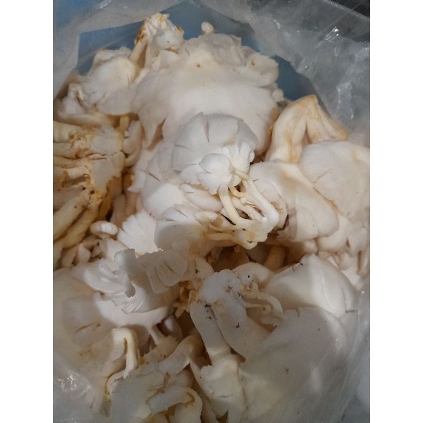 

jamur tiram 250 gram fresh