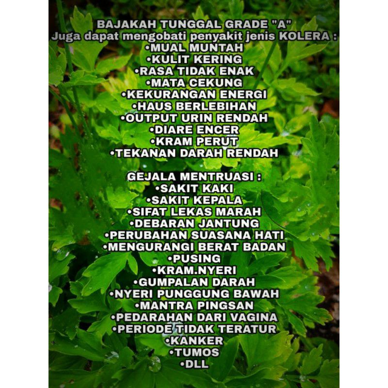 

kayu bajakah