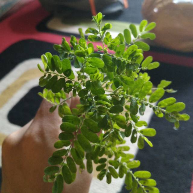 

Daun Meniran Liar Segar Obat Herbal Segar Termurah