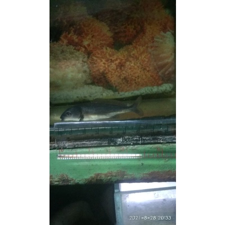 BABY DOLPHIN/LUMBA LUMBA AIR TAWAR