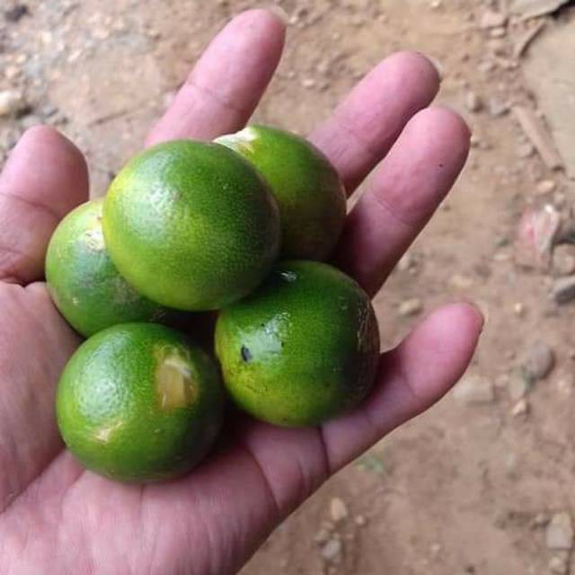 Asli Bibit jeruk sonkit