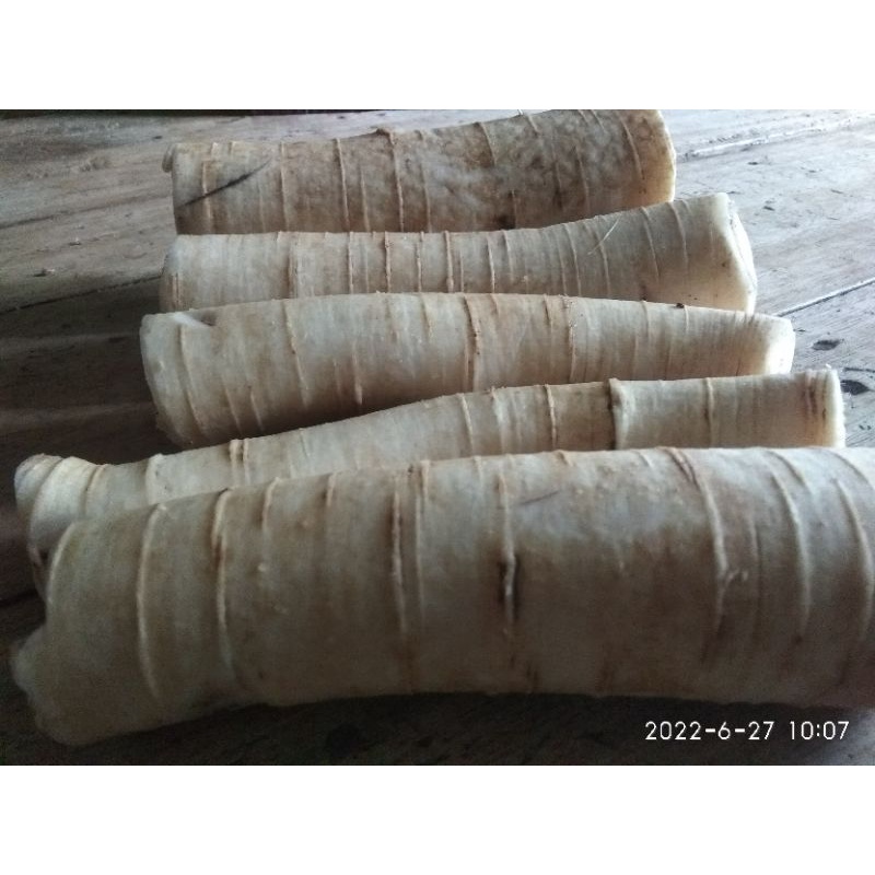 

akar pepaya jantan segar Termurah 1kg