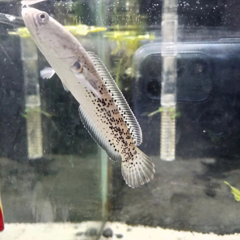 stewarti black galaxy 4-5cm full dot 