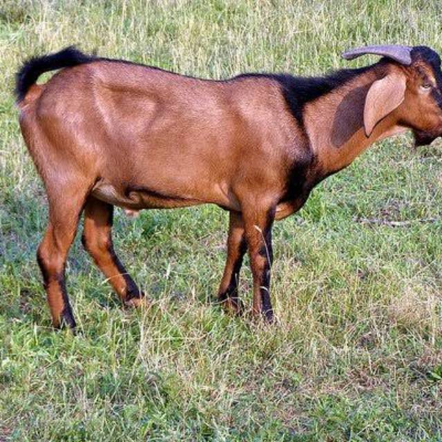 

Kambing kurban