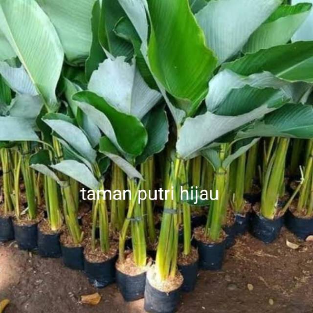 Tanaman hias pisang pisangan lutea-pisang bali-pisang ...