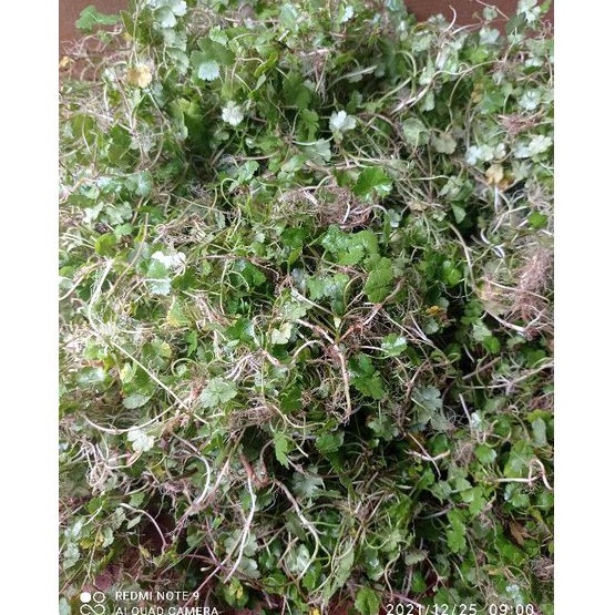 

Daun pegagan antanan per 500gram