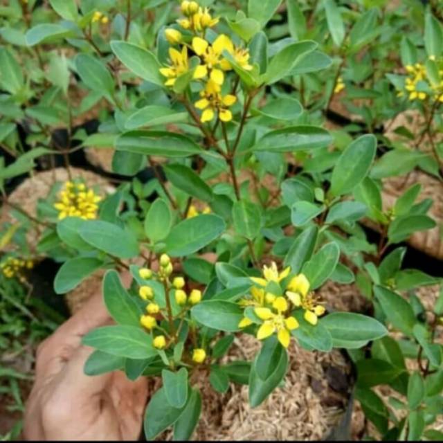 POHON BUNGA HUJAN EMAS / tanaman bunga hujan emas