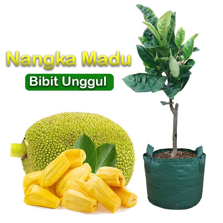 

Bibit nangka madu paket 2 batang