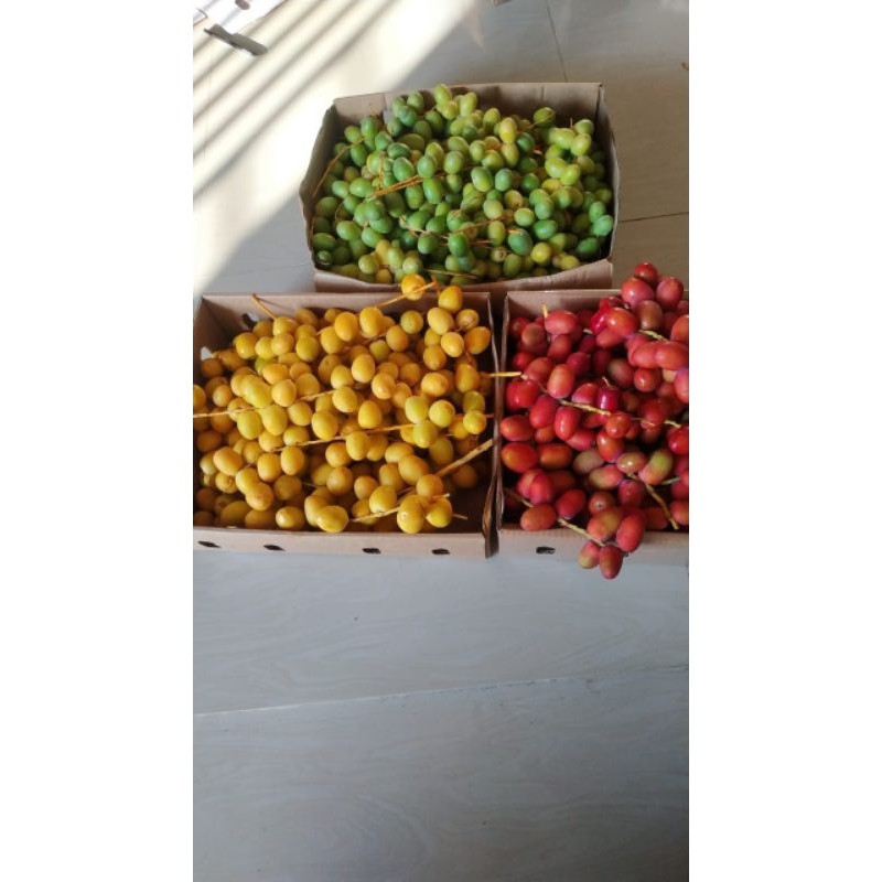 

KURMA MUDA MURAH WARNA WARNI/KURMA MUDA/KURMA MUDA MERAH/KURMA MUDA KUNING/KURMA MUDA IJO