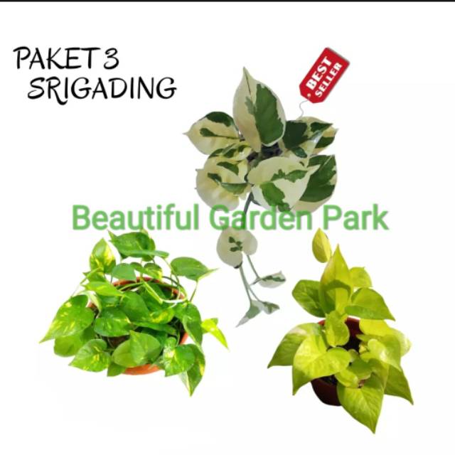 PAKET 3 Tanaman Hias Sri Gading / Tanaman Sri gading enjoy