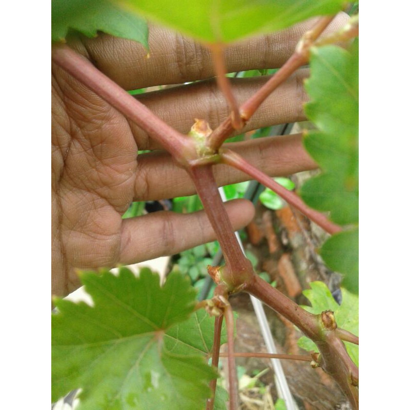 Entres anggur trans.gosv.bananas