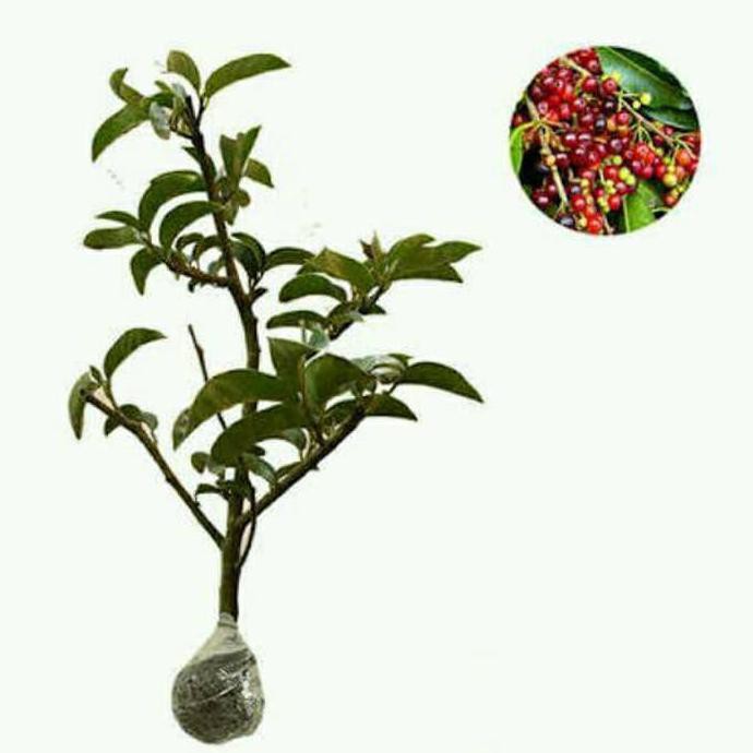 s@le bibit buah buni buah langka buni pohon buni huni wuni pohon keraton