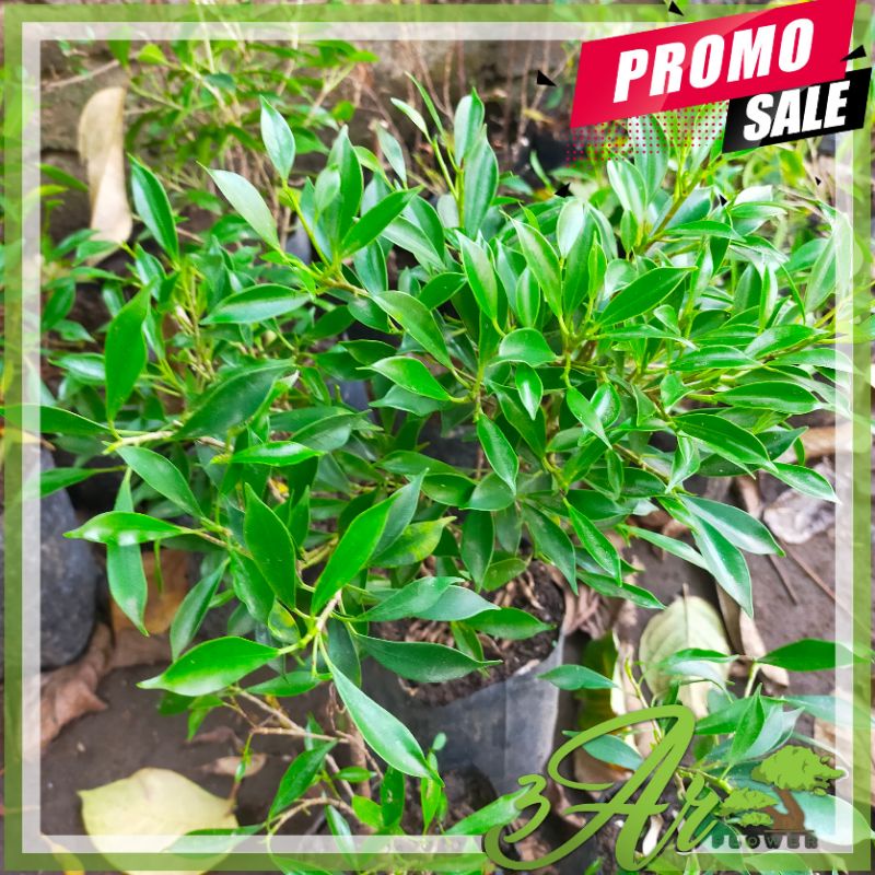 (BISA COD)BIBIT BONSAI KIMENG MIKRO ORI/FICUS KIMENG MIKRO DAUN KECIL