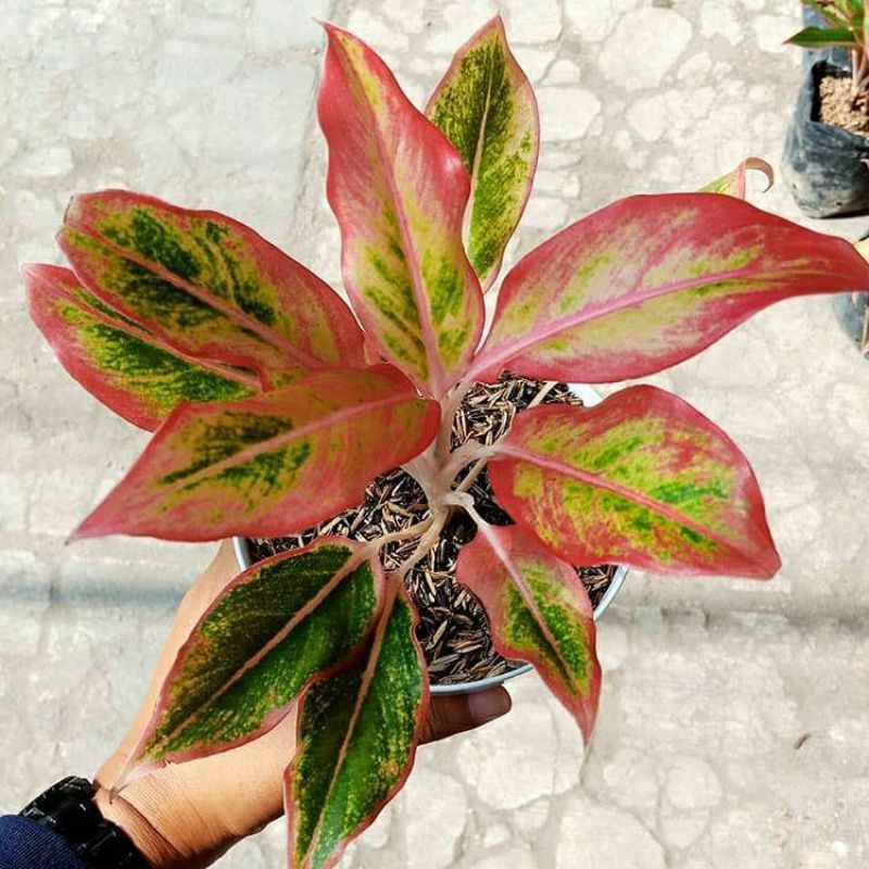 aglonema lipstik siam orange