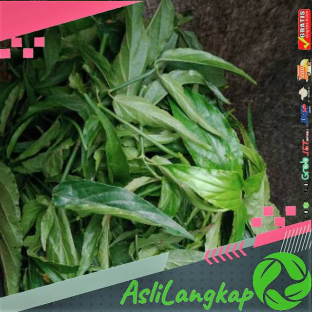 

Daunnya saja belalai gajah(500gram)