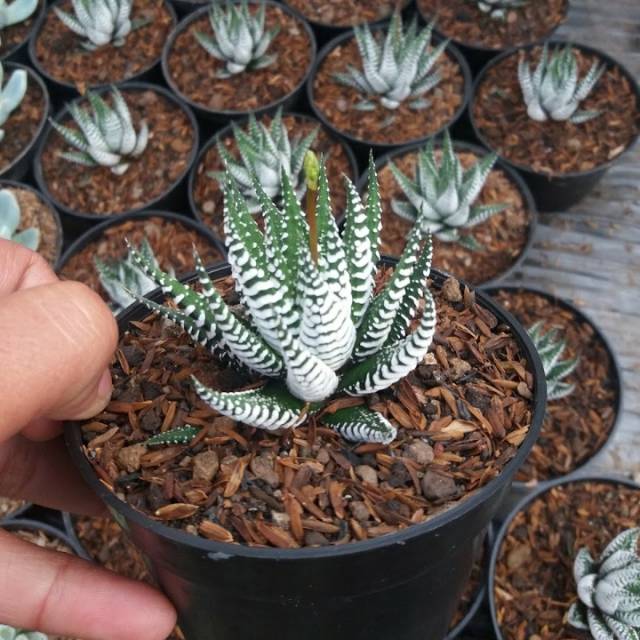 Haworthia zebra
