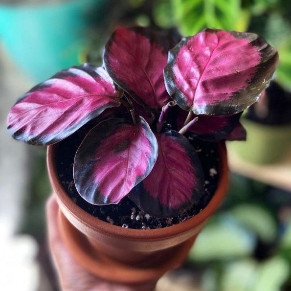 Tanaman Hias Calathea Crimson Bibit Import murmer berkualitas / Calathea Crimson anakan murah