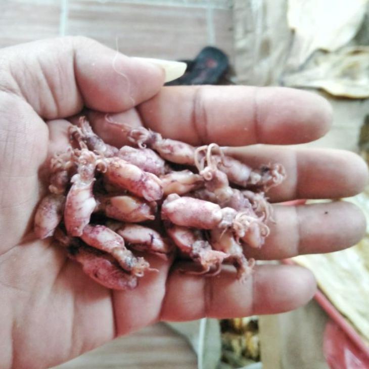 

BABY CUMI ASIN KERING 1 kg 라마