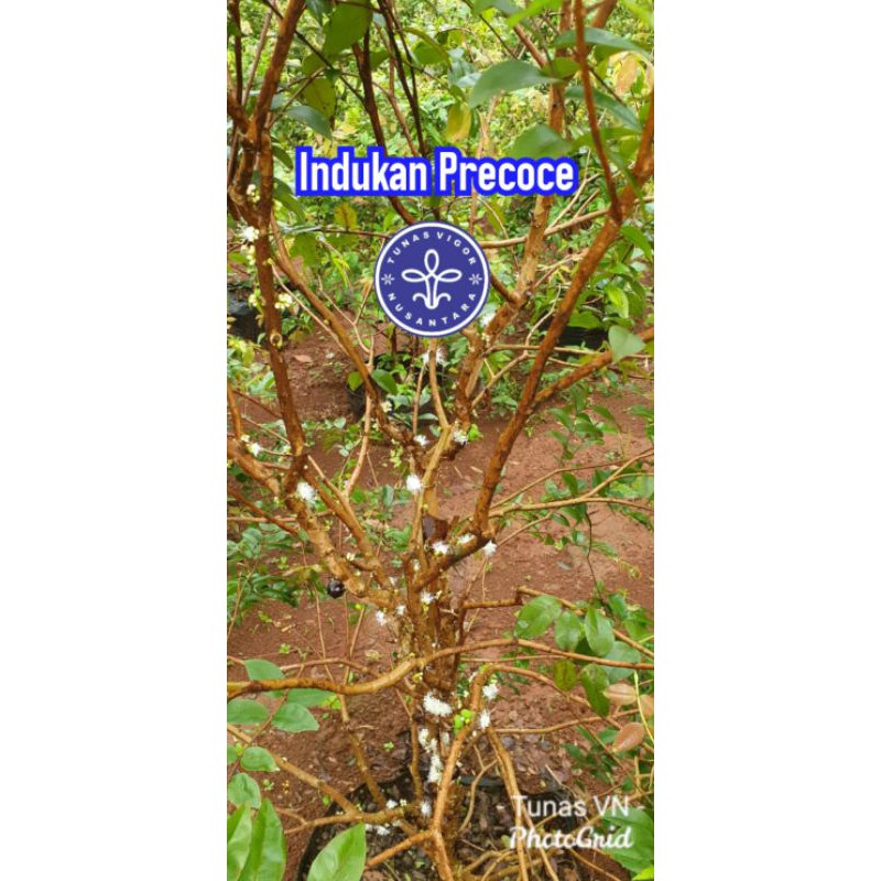 Tanaman Anggur Batang Jaboticaba Red Hybrid Precocious