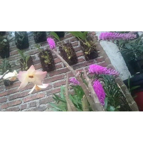 Recomended.. Dendro scundum Anggrek Dendrobium merah scundum anggrek Dendrobium spesies murah Anggre