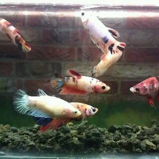  Cupang  Female Nemo  Koi Galaxy  Fancy Shopee Indonesia