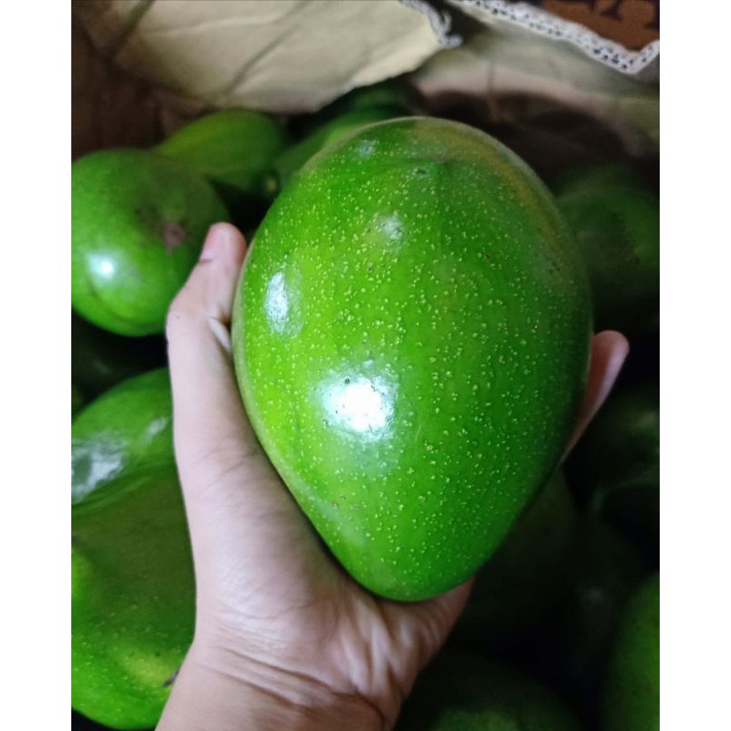 

ALPUKAT MENTEGA PREMIUM