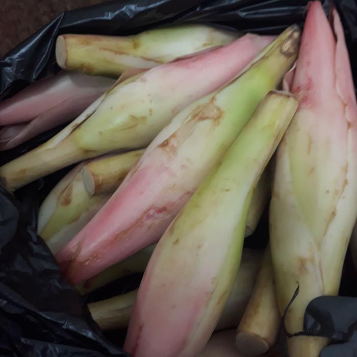 

Kincong/Kencong/Kecombrang BERKUALITAS
